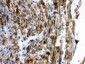 Anti-VDAC/Porin Picoband Antibody